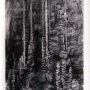 Aven Armand : forêt vierge, aiguilles géantes
