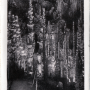 Aven Armand forêt vierge, grande stalagmite de 30m