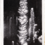 Aven Armand : forêt vierge, le palmier