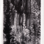 Aven Armand : forêt vierge, partie inférieure